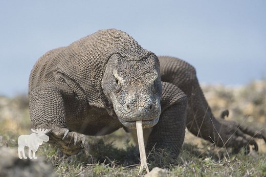 What Is The Habitat Of A Komodo Dragon? — Forest Wildlife