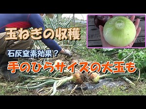 【家庭菜園】玉ねぎの収穫－石灰窒素効果？大玉がたくさん！－