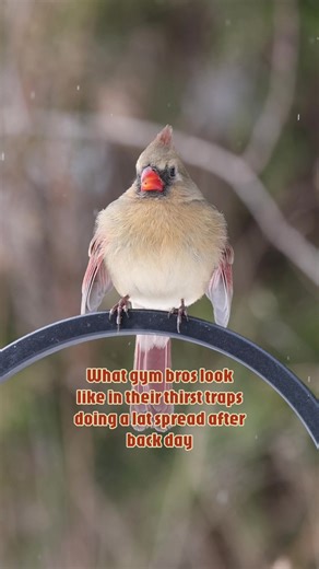 I was just trying to film this cardinal and she started hitting the meanest lat spread of all time🤣#birds #birding #birdsoftiktok #northerncardinal #birdwatching