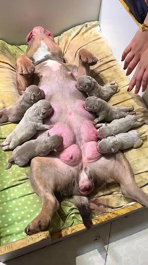 1.5M views · 7.9K reactions | 66 Dog video, Cute dogs, Adorable puppies, Dog antics, Canine companions, Funny dog moments, Entertaining pups, Playful dogs, Puppy love, Doggy humor, Joyful canines, Pawsome moments, Happy dogs, Dog tricks, Heartwarming dog videos, #DogVideo #CuteDogs #AdorablePuppies #DogAntics #CanineCompanions #FunnyDogMoments #EntertainingPups #PlayfulDogs #PuppyLove #DoggyHumor #JoyfulCanines #PawsomeMoments #HappyDogs #DogTricks #HeartwarmingDogVideos | dog 7788 | Facebook