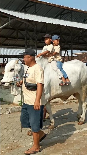 So Cute!! Two Kids Riding a Giant Cow Together!!