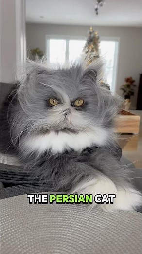 The 3 Most Loving Cat Breeds