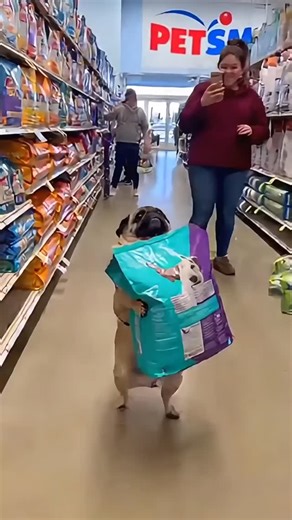 @sorascapeai on Instagram: "😂 #Pug at #PetSmart"
