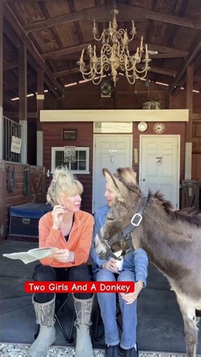 Spring time is here #giggles #laugher #funny #spring #sunshine #donkey #wacky ￼