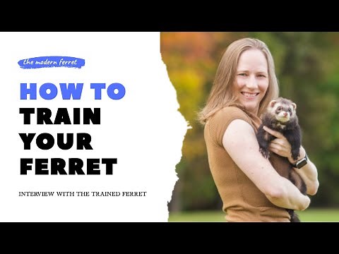 How to Train Your Ferret : Interview with The Trained Ferret