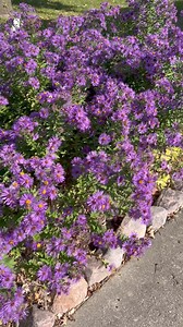 1.6K views · 69 reactions | Here’s why you should trim your Asters about half way down in early summer | Saving Monarchs | Facebook