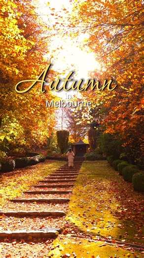 A little hidden gem not to far from Mt Dandenong and accessible by public transport. This garden is our favourite in both Spring and Autumn. Autumn leaves are at its peak right now! 📍Cloudehill Gardens 📆 Late May 🚗 1hrs from Melbourne by Car 💲15 #fyp #melbourne #travel #autumn #nature