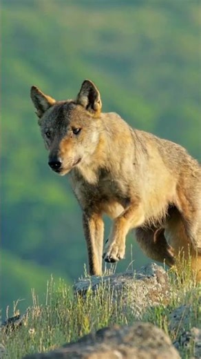 Wolves Are More Strategic Than You Think 🐺