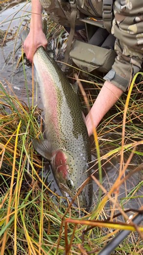 Addicted Fishing on Reels