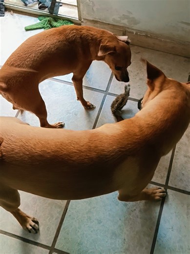 El Patroclo y La l Chamán. Muchos perros de razas grandes y temperamento seguro exhiben lo que los etólogos llaman