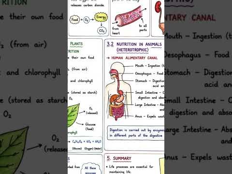 Class 10 Science Chapter 5 Revision | Life Processes Made Easy #ncert #class10science
