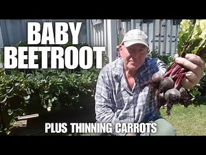 Growing Baby Beetroot In Containers [Container Gardening ]