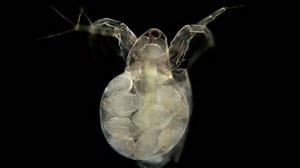 clip-1027015445-daphnia-moina-under-microscope-plankton-crustacean