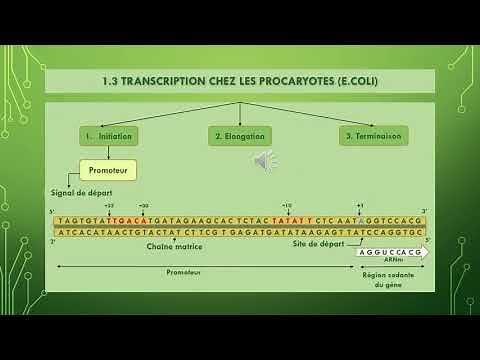 Genetics step by step: PROTEIN SYNTHESIS: Transcription in prokaryotes.
