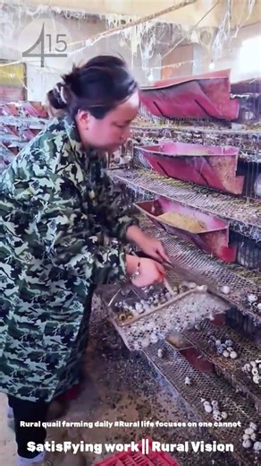 Rural quail farming daily #Rural life focuses on one cannot be idle #Rural life is busy an #0c610