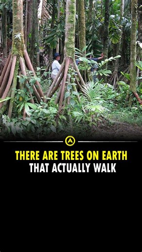 Advancible on Instagram: "Socratea exorrhiza, commonly known as the walking palm or cashapona, is a unique palm tree found in the rainforests of tropical Central and South America. It thrives in humid, lowland to premontane rainforests, typically at elevations from sea level up to 1,000 meters. The tree is famous for its unusual stilt roots, which some scientists believe help it slowly “walk” across the forest floor in search of sunlight, though this movement is very gradual and not fully proven