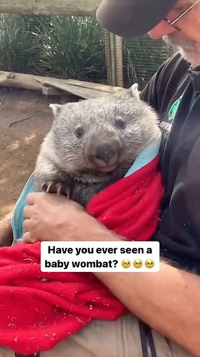Animals | How cute is this baby wombat!? 🥺 Video by: @meowjoce | Instagram