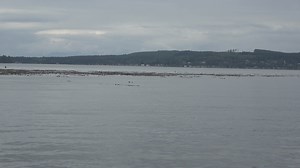 Transient Orcas outside Town of Port McNeill Harbour. Discovery Kayaking Ltd. Visit Port McNeill Transient Orcas, also known as Bigg’s killer whales, are fascinating marine mammals that frequent the waters around Vancouver Island. Transient Orcas exhibit a similar matriline grouping to resident Orcas. However, there’s a key difference: offspring may leave their mothers upon reaching maturity. Unlike resident Orcas, transients are not seen as frequently, but when they do appear, they are mostly s