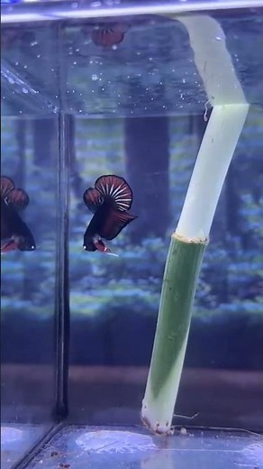 Alien x Avatar #bettafish #aquarium #fishcare