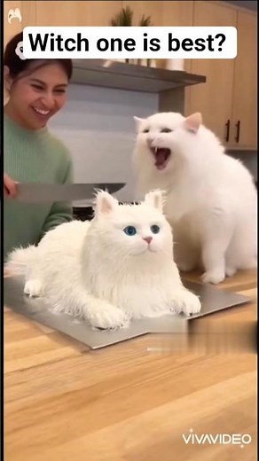 Animal cake prank🤣🎂 | Funny Reactions Compilation🎂