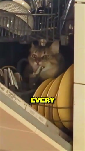 How a Dishwasher REALLY Works! (Not What You Think)