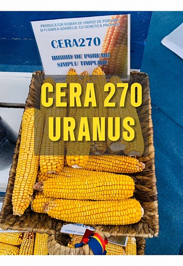 2/5 - Porumb: CERA 270 & URANUS 🌽 Putere și productivitate în câmp! Dna. Georgeta Dicu ne introduce hibrizii de porumb CERA 270 și URANUS, recunoscuți pentru randamentul lor excelent și adaptabilitate la diverse condiții climatice. 🔝 🔔 Nu rata șansa de a cultiva acești campioni în primăvara lui 2025! 🗓️ Disponibili pentru comandă din 1 februarie 2025. #verdon #agricultura #porumb #floareasoarelui #samanta #expertagribusinessfundulea