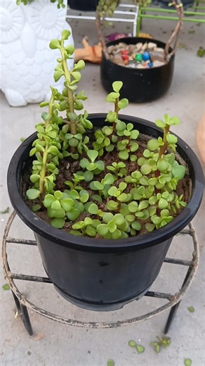 Jade Plant Propagation from Small Cuttings 🌿 Easy Growing Method