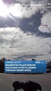 QUACK RESCUE 🦆 Bradenton Police Department and Bradenton Fire Rescue rescued ducklings over the weekend after they fell through a grate while walking across the street. https://bit.ly/4p9TTJm | WFLA News Channel 8