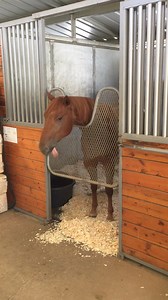 Ok Henni! I’m coming with the treats! This week it’s frozen watermelon! | Victoria Principal