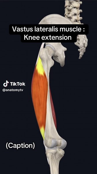 Vastus Lateralis Muscle: Anatomy and Function