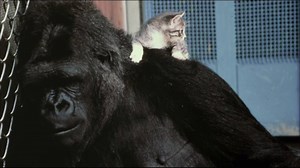 Koko, the gorilla who mastered sign language, has died. https://bit.ly/2MdiOIO | The San Diego Union-Tribune