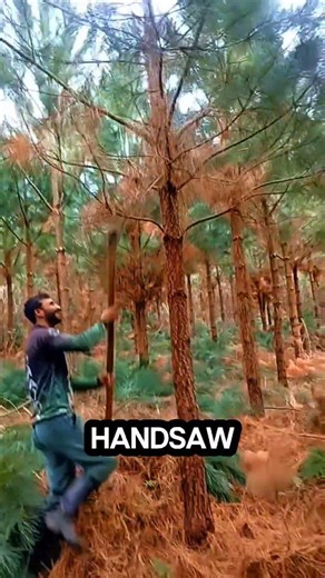This simple saw can reach high branches #logging #sawblade #chainsaw #treecutting