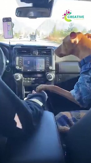 When your cat gets surprised by its own reflection. | Creative Company