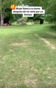 12K views · 785 reactions | Mujer llama a su burro ❤️ #mujerllamaasuburro #mujer #llamaasuburro #amorporlosburros #burros #asnos #rescatandoanimales | Clasificados america latina | Facebook