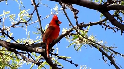 🐦" Cardinal rouge " Le Cardinal rouge (Cardinalis cardinalis) est une espèce de passereaux de la famille des Cardinalidae. Il doit son nom à la couleur rouge du plumage du mâle qui rappelle les vêtements rouges des cardinaux. Il est présent au sud du Canada, dans l’est des États-Unis (du Maine au Texas), au Mexique, et au nord du Guatemala et du Belize. Il fréquente les bois, les jardins et les marais. Le Cardinal rouge est un oiseau chanteur de taille moyenne avec une huppe caractéristique sur