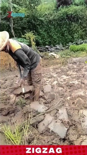 Innovative Way Farmers Move on Deep Mud Using Wooden Foot Pads