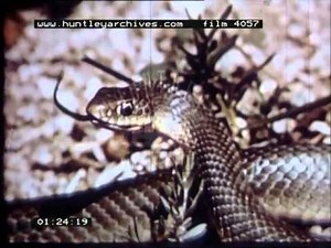 Dinosaurs, 1960's - Film 4057