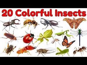 20 Colorful Insects and Bugs for Kids | Fun and Colorful Bug Names for Kids #insects #bugs #learning