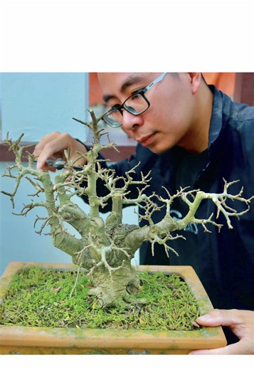 Biến Rác thành Vàng - sau 3 năm từ cây Duối dại Thành Cây Bonsai 5 thân đẹp #kienbonsai #Bonsai #duoi