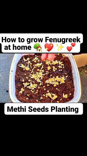 6.2K views · 78 reactions | How to grow Fenugreek at home | methi seeds planting #fenugreek #methi | Home Gardening UK | Facebook