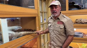 Feeding a savannah monitor! 🦎 Why these lizards go wild for food 😅