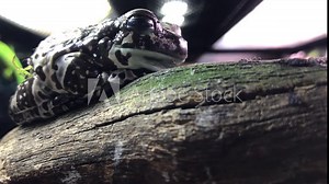 White's tree frog. Also known as the dumpy frog and Australian green tree frog (Litoria caerulea), sleeping in the terrarium Stock Video