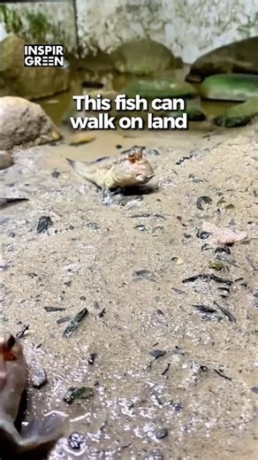 This Fish Climbs Out of Water on Purpose #wildlife #nature