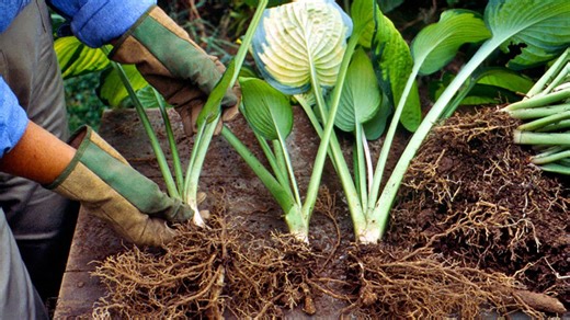 Easy Step-By-Step Instructions for Dividing Hostas