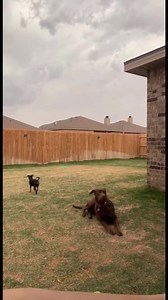 199K views · 3K reactions | Dogs get scared by lighting thunder  #funny #dogs #pets #funnydog #petsofinstagram #humor #fail #fails #funnyvideos #funnyvideo #lol #trynottolaugh #fyp | FunniesPets | Facebook