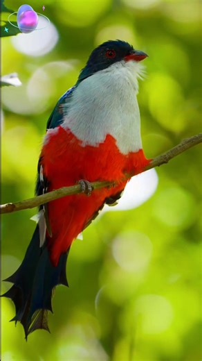 Trogón Cubano o Tocororo.. ❤️❤️Bellezas Naturales.. #bird #nature #seguidores #followers | Paraíso Terrenal, Bellezas Naturales. Birds