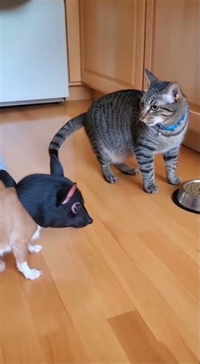 Dog in a Mask Scares the Cat 😱🐶🐱