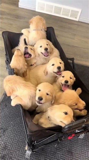 Dogs Being Cute 5