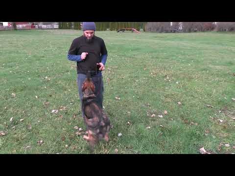 Consistency Is Key! Kraftwork K9 Pro German Shepherds