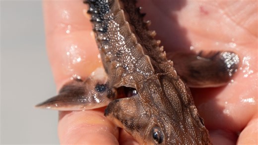 Ohio adds three rivers to lake sturgeon restoration project